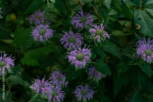 Close-Up of Vibrant Wild Bergamot Flowers Amongst Lush Green Foliage in Bloom.