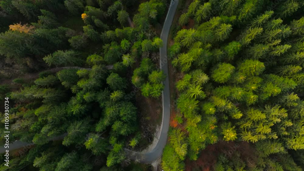 Aerial view of a narrow, winding road through a coniferous forest in the mountains. Scene captures tree tops, needles, and autumn foliage, showcasing the natural beauty of a European alpine pass. 