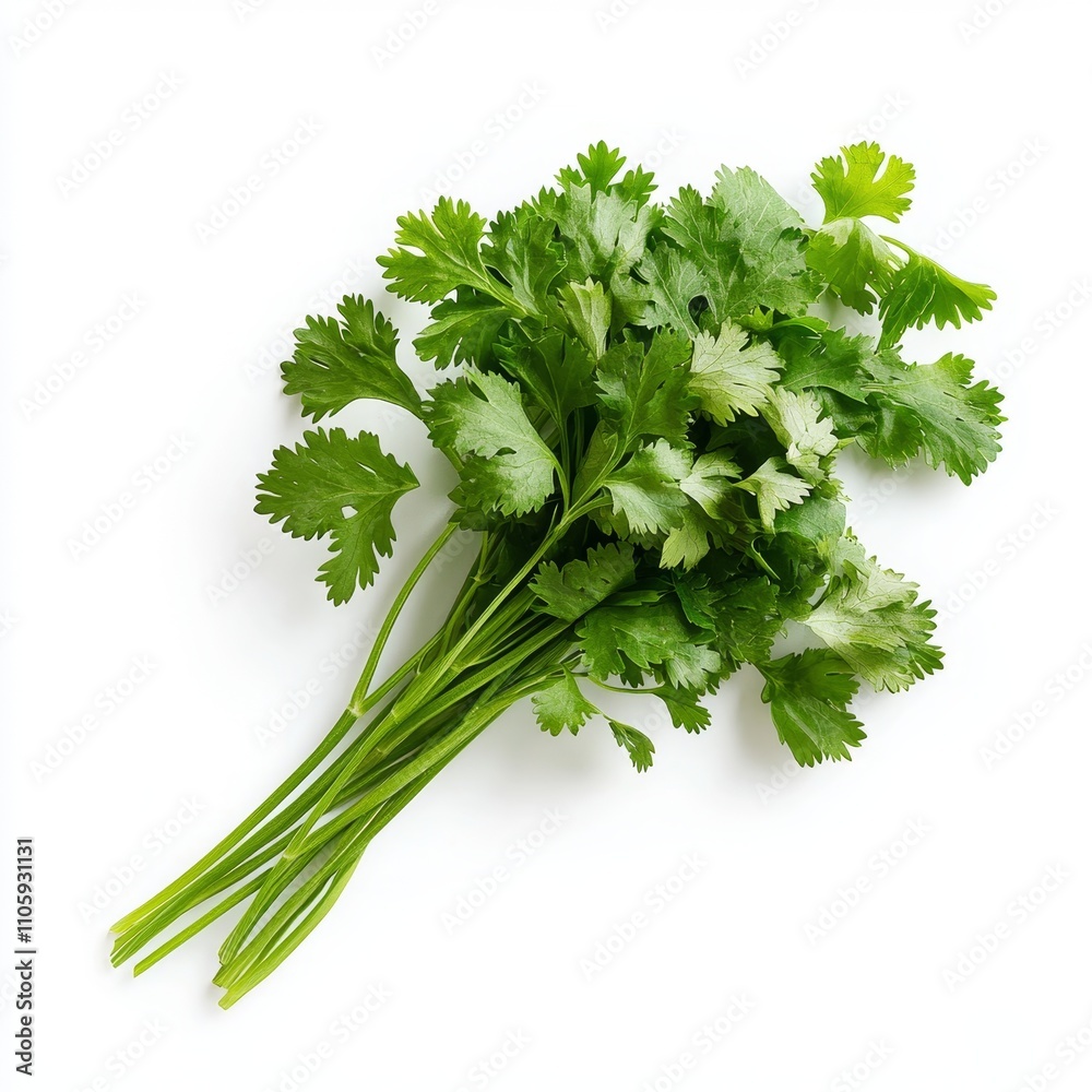 Fresh Sprig of Vibrant Green Cilantro Leaves on White Background Fresh Sprig of Vibrant Green Cilantro Leaves on White Background