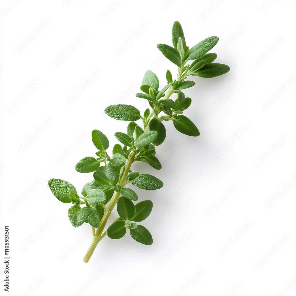 Fresh Sprig of Aromatic Thyme Herb with Green Oval Leaves on Minimalist White Background Fresh Sprig of Aromatic Thyme Herb with Green Oval Leaves on Minimalist White Background