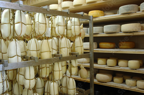 11/11/2023 Sila Calabria Italy. Silano DOP cheese is a typical cheese produced in Sila National Park in Calabria region Italy. Silano cheese seasoning.