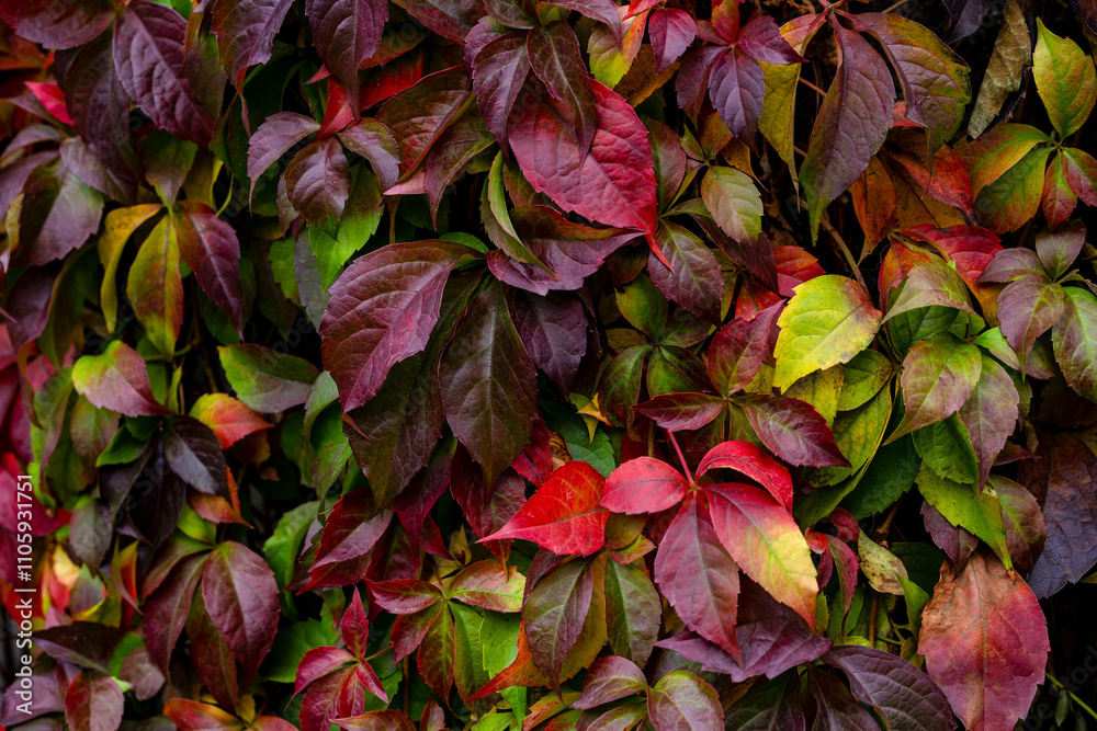 Breath of autumn. green grass, colorful autumn leaves, grapes. Breath of autumn. green grass, colorful autumn leaves, grapes.