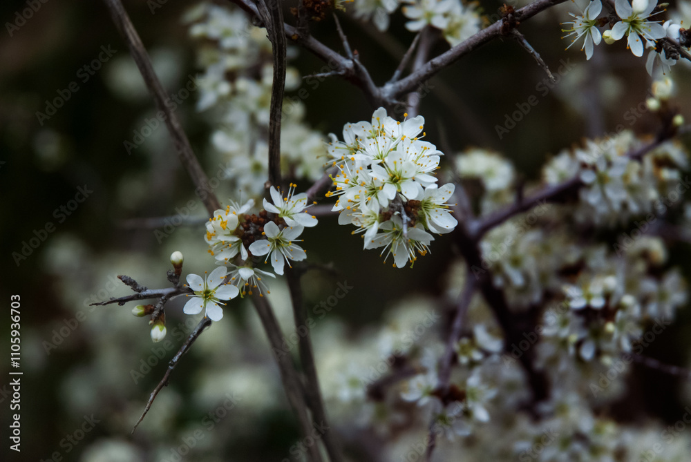 in the shade, white flowers in bloom with pollen awaiting bees. in the shade, white flowers in bloom with pollen awaiting bees.