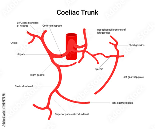 Anatomy of the Coeliac Trunk