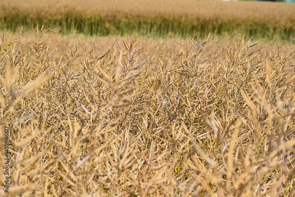 ripe oil seed field ripe oil seed field