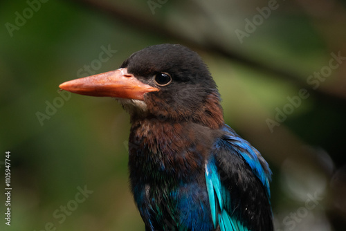 The Javan kingfisher (Halcyon cyanoventris), sometimes called the blue-bellied kingfisher or Java kingfisher photo