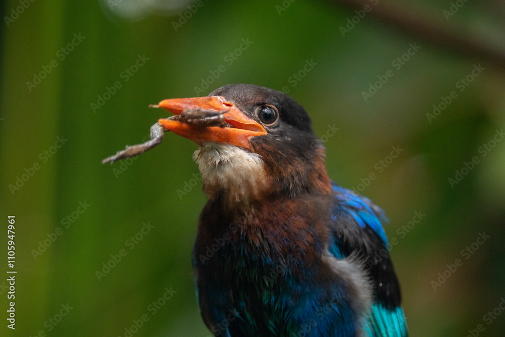 Obraz premium The Javan kingfisher (Halcyon cyanoventris), sometimes called the blue-bellied kingfisher or Java kingfisher