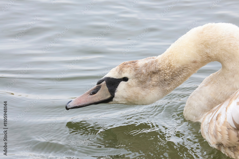 Fototapeta premium Porträt eines jungen Schwans, Höckerschwan, Cygnus olor