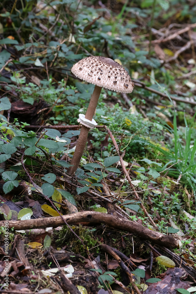 Wunderschöner großer Parasolpilz, Riesenschirmling, Macrolepiota procera, Macrolepiota rhacodes Wunderschöner großer Parasolpilz, Riesenschirmling, Macrolepiota procera, Macrolepiota rhacodes