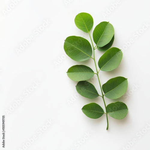 Closeup of a Lush Green Moringa Leaf Cluster on a White Background