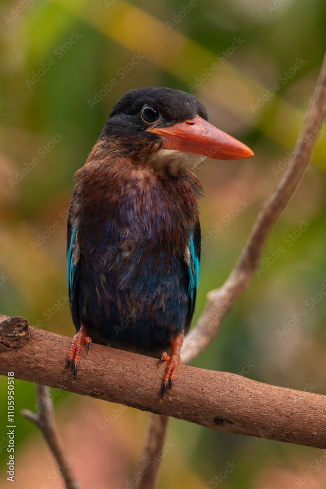 Obraz premium The Javan kingfisher (Halcyon cyanoventris), sometimes called the blue-bellied kingfisher or Java kingfisher