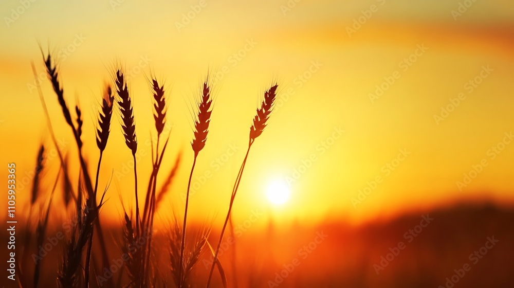 Silhouette of wheat ears at sunset. Golden hour, warm tones, beautiful landscape Silhouette of wheat ears at sunset. Golden hour, warm tones, beautiful landscape