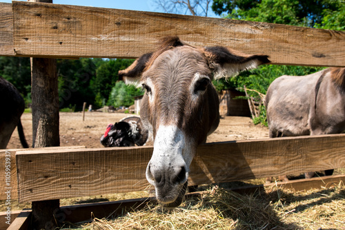 Donkey's head, with its long ears and shaggy fur, extending over a wooden fence as it reaches for a treat from a visitor's hand. The warm sunlight adds to the idyllic farm scene.
