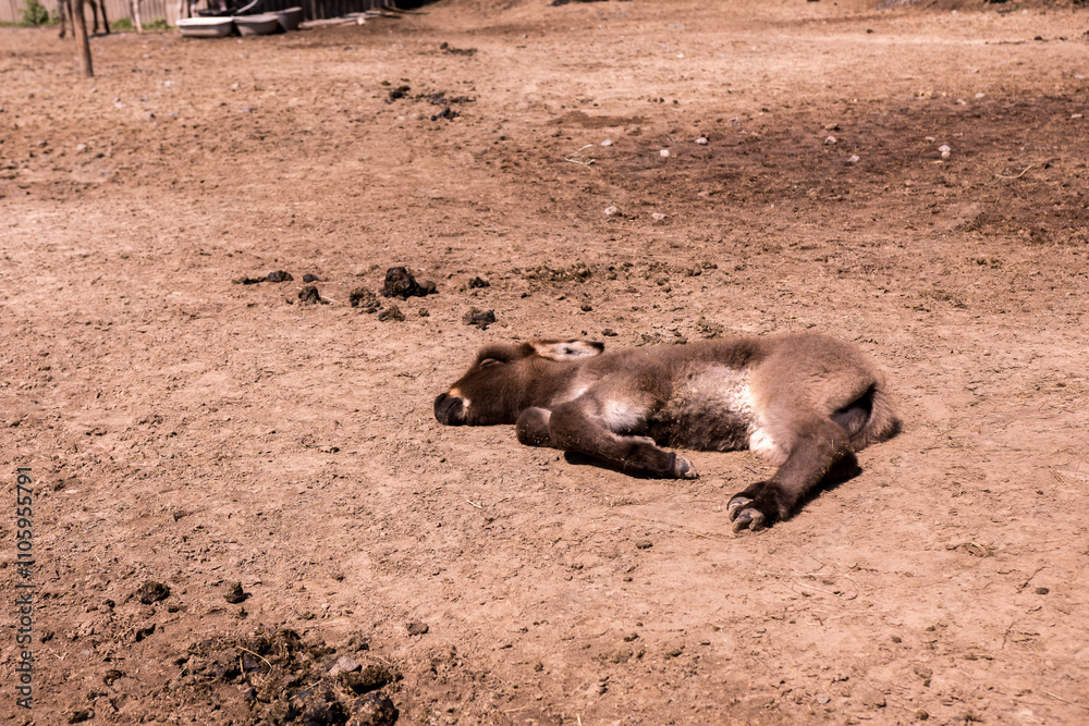 Donkey lying down and resting in a grassy area, basking in sunlight. Captures the essence of calm and serene farm life. Great for themes of relaxation and nature Donkey lying down and resting in a grassy area, basking in sunlight. Captures the essence of calm and serene farm life. Great for themes of relaxation and nature