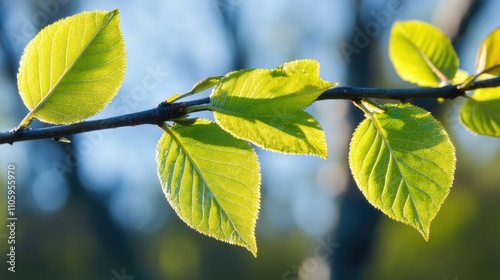 Fresh green leaves on tree branches