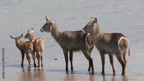 Waterbuck