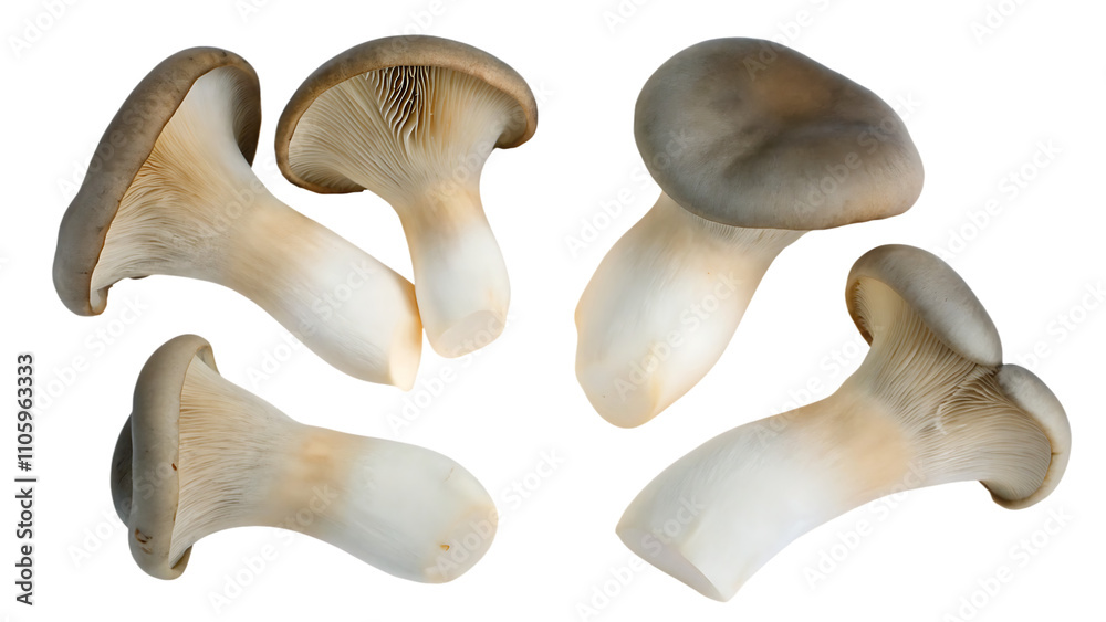 Fototapeta premium set of king oyster mushrooms isolated on white background.AI GENERATED