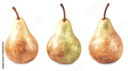 Set of pear fruit watercolor isolated clipart pears on white background. Vector fruits illustration