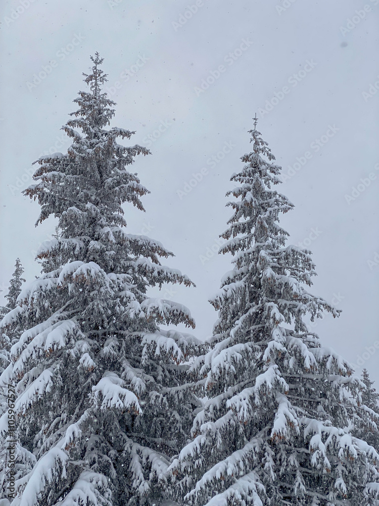 Snow-Covered Evergreens in Winter Landscape Snow-Covered Evergreens in Winter Landscape