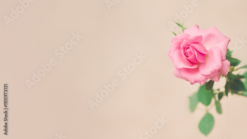 Fototapeta Naklejka Na Ścianę i Meble -  Pink rose in full bloom with vibrant green leaves against a beige background in a minimal composition