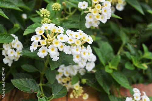 beauty of lantana camara photo