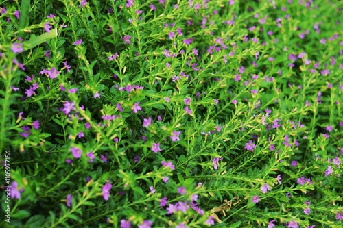 Wallpaper Mural Cuphea hyssopifolia in the garden Torontodigital.ca