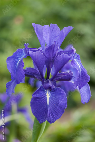 Closeup on Purple Iris