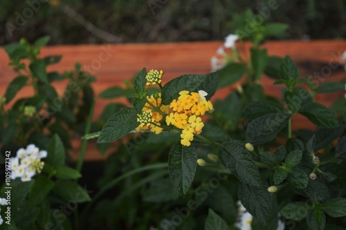 beauty of lantana camara photo