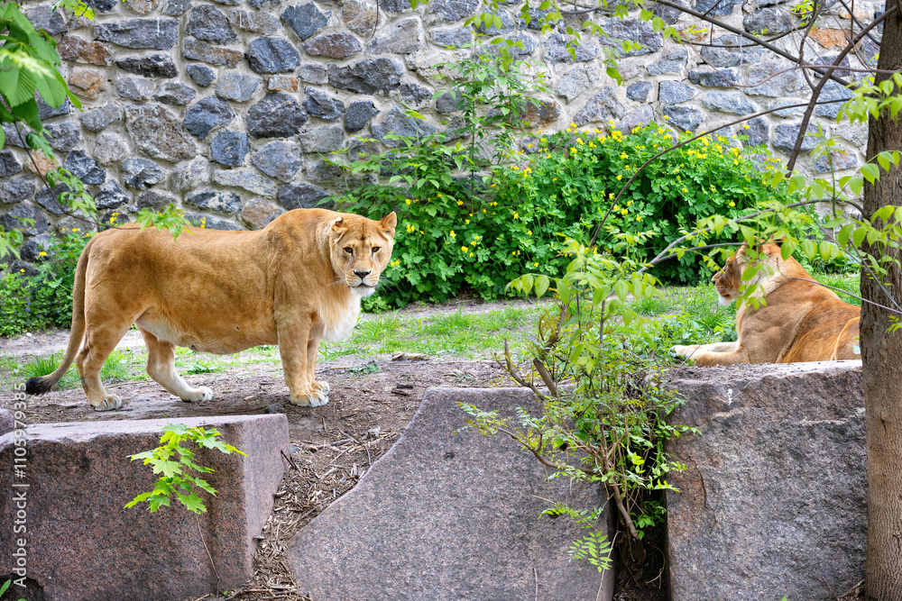 Majestic lions relax in a serene habitat with vibrant greenery and rugged stones