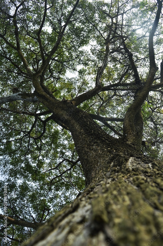 Fototapeta premium under the saman tree