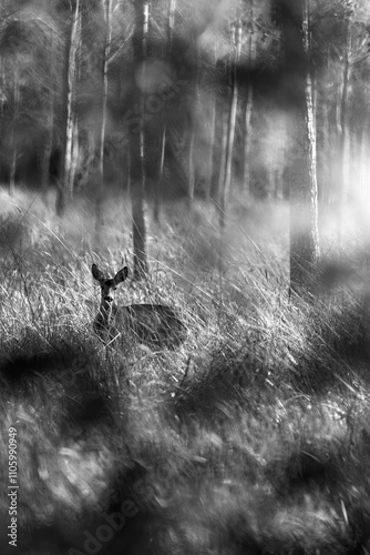 Chevreuil dans les bois