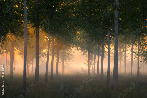 silhouette à travers bois