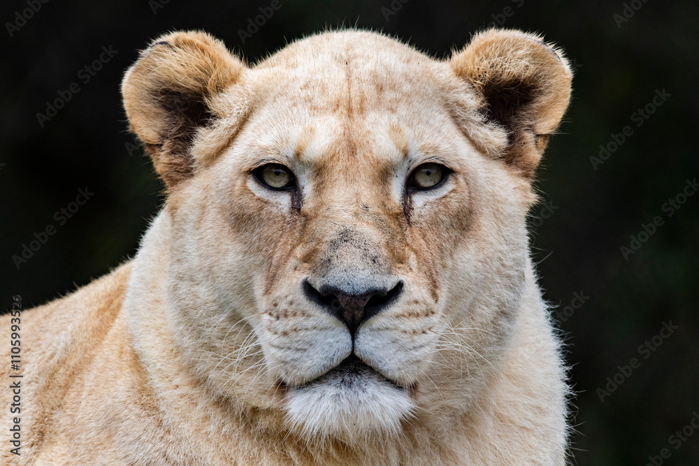 Portrait photo of a female adult lion / lioness face Portrait photo of a female adult lion / lioness face