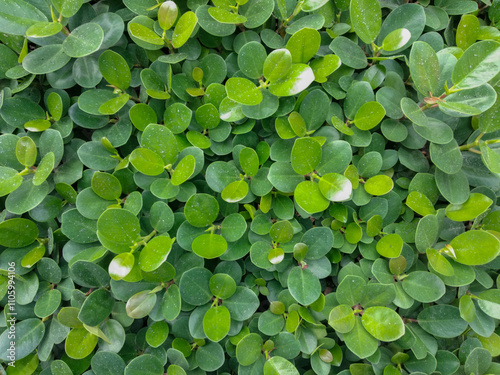 Beringin dolar (Ficus microcarpa) or  Green island banyan. top down view for abstract background