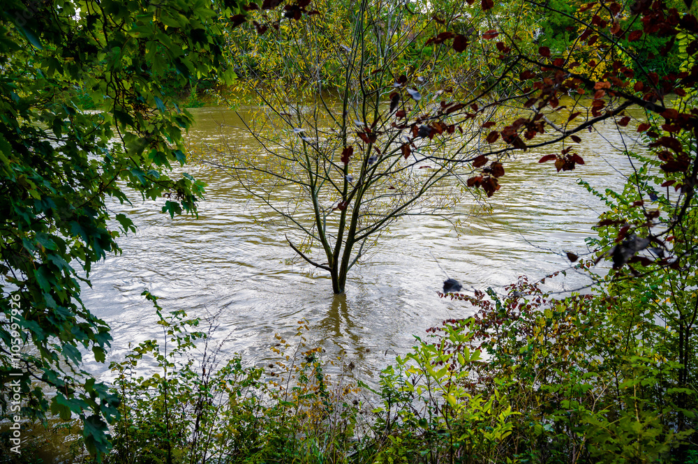 Naklejka premium Flooding in Paris, a tree half-submerged in the Marne River.