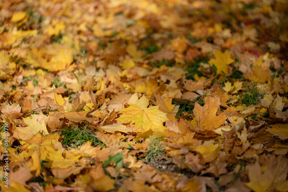 image of autumn maple leaves, yellow, orange, gold, amber color. image of autumn maple leaves, yellow, orange, gold, amber color.