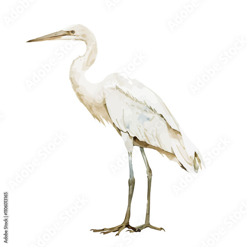 A watercolor drawing of Heron, isolated on a white background. Heron vector. photo