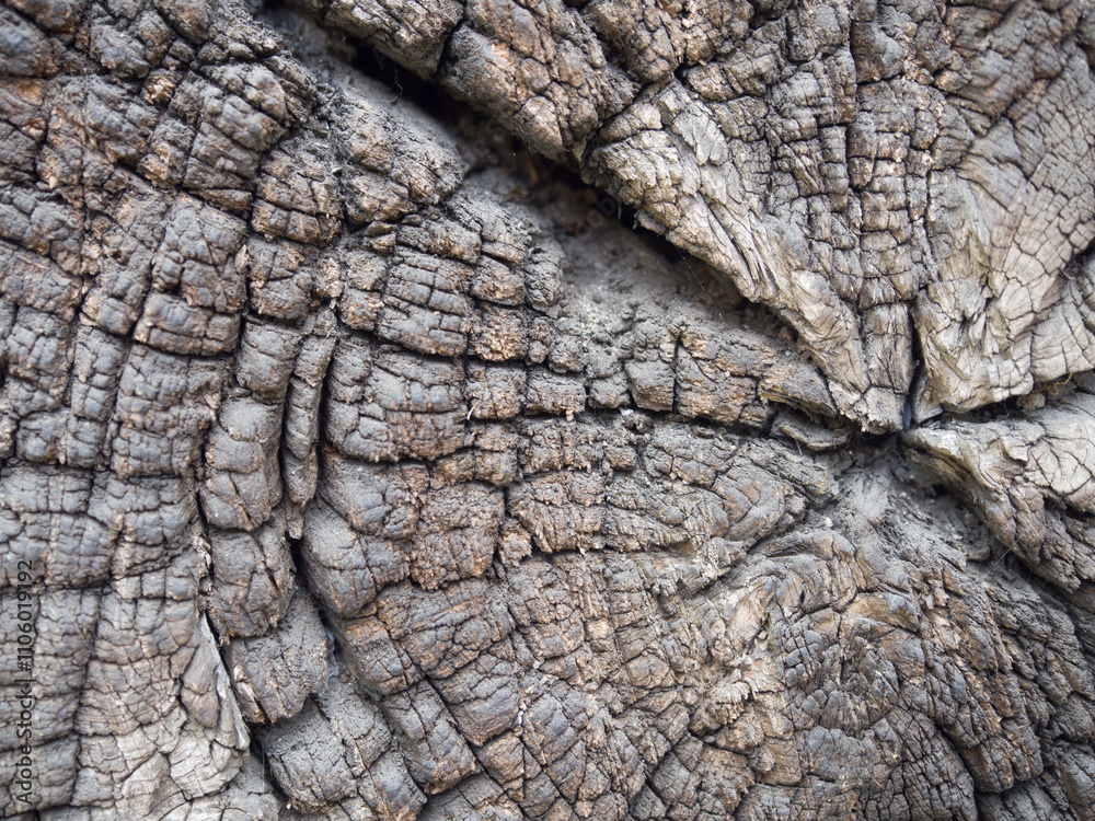 Close up image of a cut tree trunk texture Close up image of a cut tree trunk texture