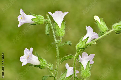 Images of natural flowers. bellflower photos. photo