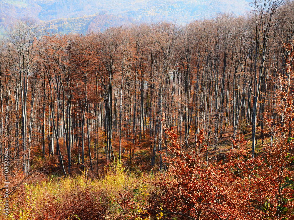 Fototapeta premium Typical autumn colours at Doftana River Valley, Prahova County, Romania