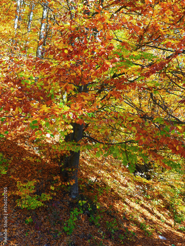 Obraz premium Typical autumn colours at Doftana River Valley, Prahova County, Romania