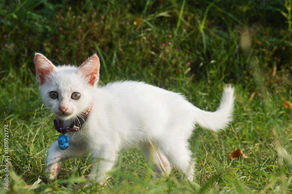 Obraz premium very cute little white cat