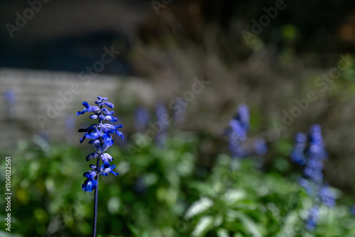 夜に撮影したブルーサルビア、Blue Salvia、Mealycup Sage、Salvia farinacea photo