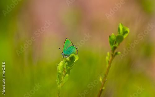 butterfly sitting on a plant photo