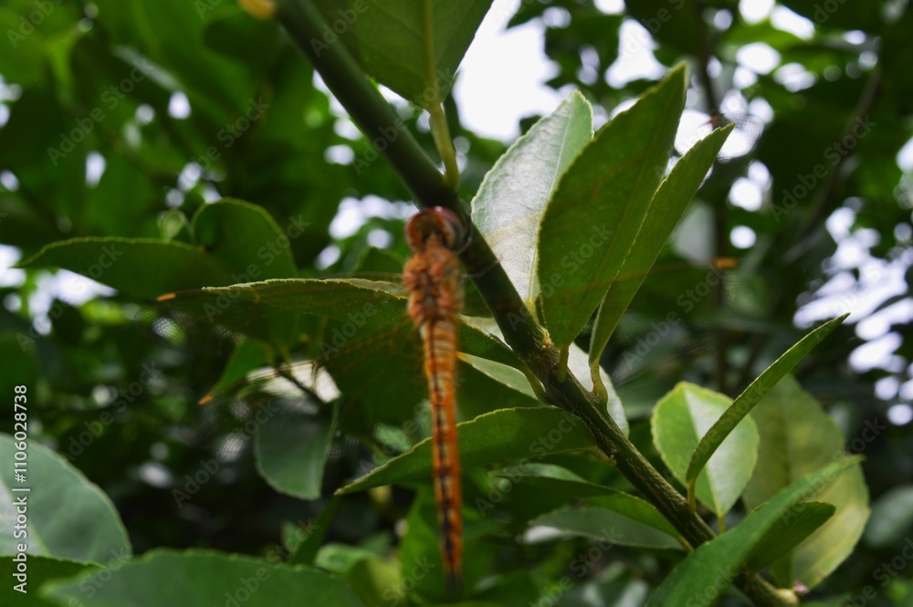 the dragonfly on tree the dragonfly on tree