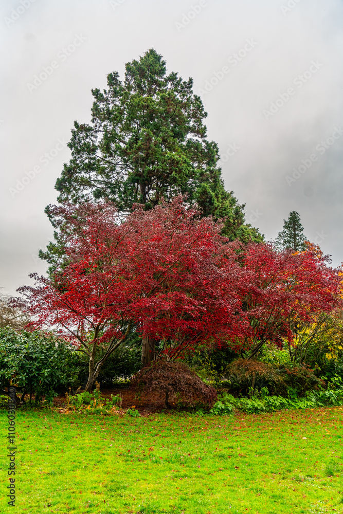 Naklejka premium Late Fall Red Leaves 7