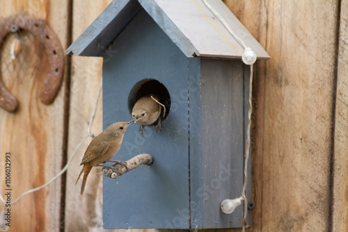 Birds passing food to each other in a birdhouse to feed their chicks