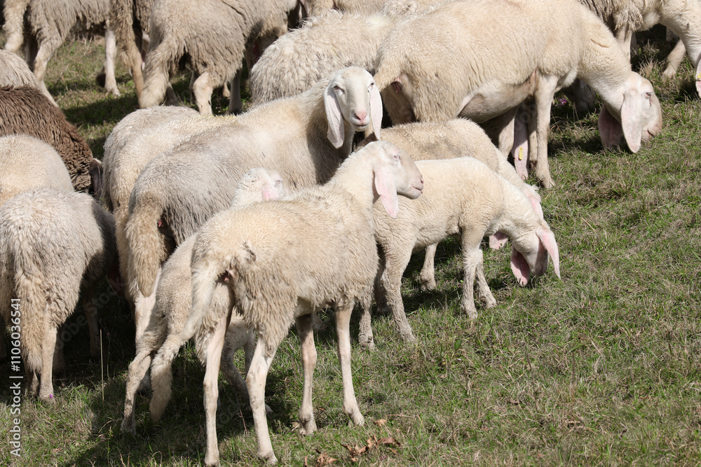 Herd of many sheep with woolly fleece grazing on the green grass in the mountains Herd of many sheep with woolly fleece grazing on the green grass in the mountains
