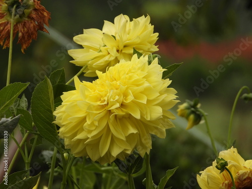 Image of yellow dahlia flower