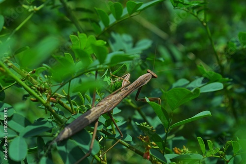 beautiful praying mantis in the bush